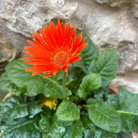 Apartment La Piazzetta Del Borgo - Bianchini *